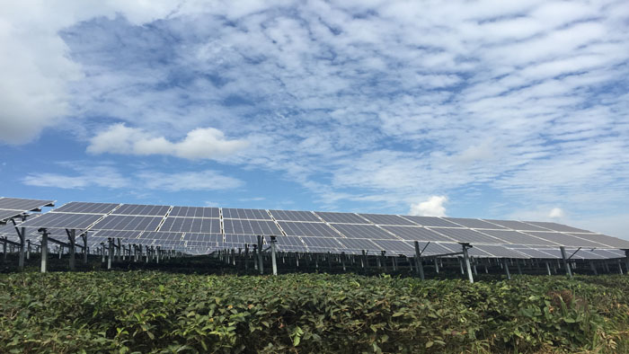 Xishuangbanna Tea Garden